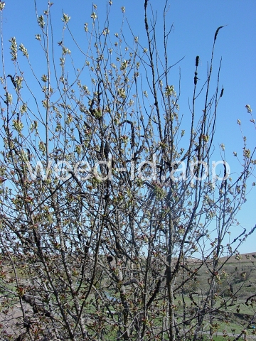 chokecherry, common